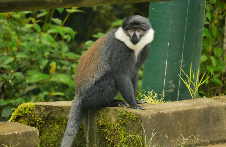 Colobus Monkeys Trekking in Nyungwe National Park Colobus Monkeys Trekking
