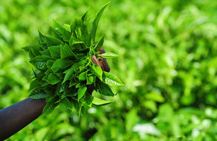 Gisakura Tea Plantation