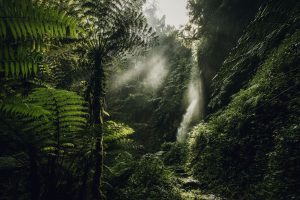 Nyungwe Forest National Park Chimpanzee Trekking Guideline
