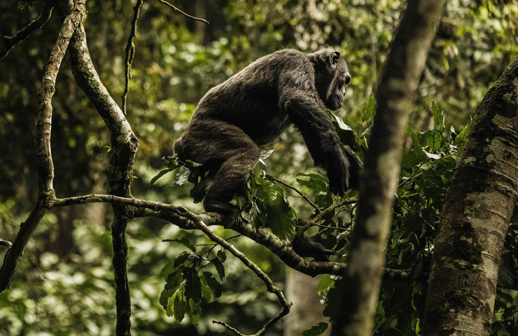 Chimpnazee group in Nyungwe