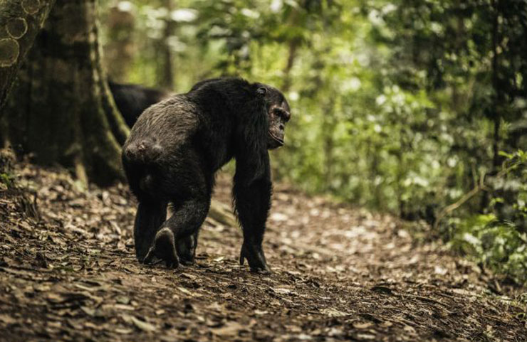 Chimpanzee Trekking in Nyungwe