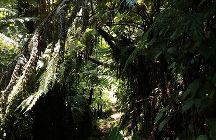 imbaraga trail in Nyungwe forest National Park imbaraga trail